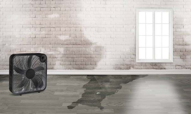 Best Professional water damage repair  in Ford City, CA